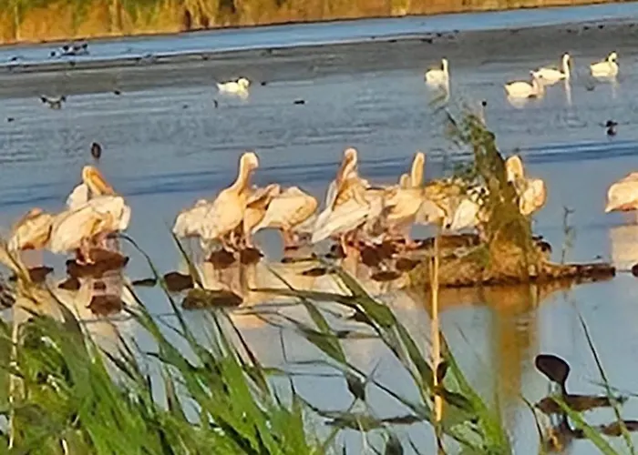 Pensiunea Alicia 茹里洛夫卡