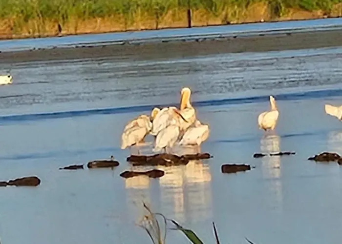 Pensiunea Alicia 招待所