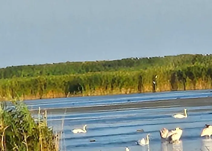 بيت ضيافة Pensiunea Alicia